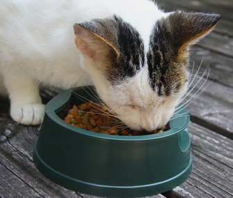 我的大猫瘦了，我应该多喂她吗？